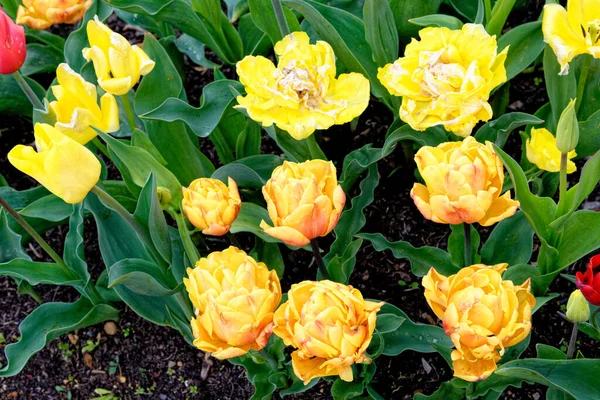 Spectaculaire Affichage Tulipes Fleurs Printanières Tulipes Colorées Dans Jardin Chalet — Photo