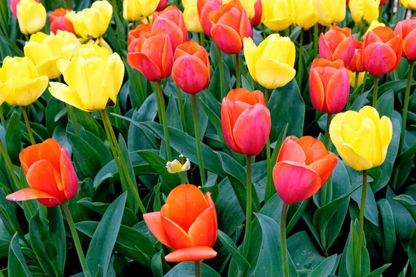 Spettacolare Esposizione Tulipani Fioriti Primaverili Tulipani Colorati Giardino Cottage Fiore — Foto Stock