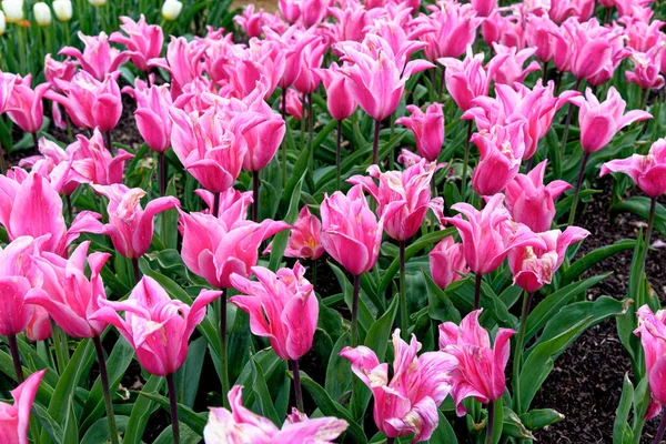 Ефектне Відображення Весняних Квітучих Тюльпанів Барвисті Тюльпани Англійському Квітковому Саду — стокове фото