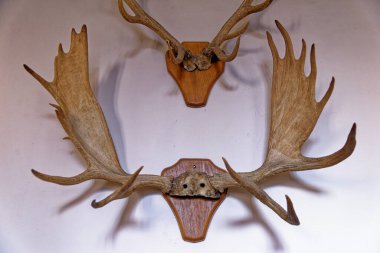 Thames, Surrey, Londra, İngiltere, İngiltere 'deki Richmond' daki Hampton Sarayı 'ndaki Kral Muhafız Odası' nda av ganimeti. 22 Nisan 2023