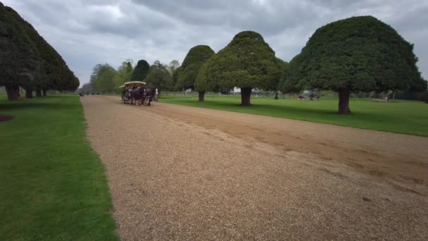 Shire Horses Tirando Carruajes Turísticos Hampton Court Palace Londres Inglaterra — Vídeos de Stock