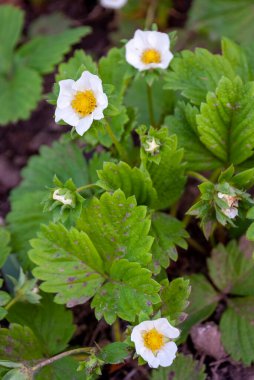 Çilek çiçeği Fragaria ananassa. Bahçe çilekleri - beyaz çilek çiçeği. Kırılgan, yapraklar, bahçe, toprak