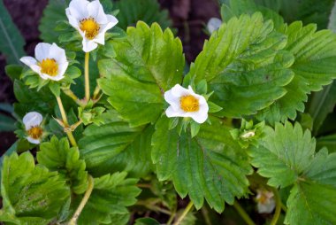 Çilek çiçeği Fragaria ananassa. Bahçe çilekleri - beyaz çilek çiçeği. Kırılgan, yapraklar, bahçe, toprak