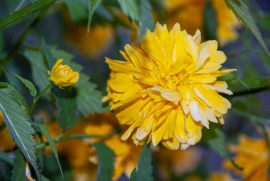 Japon Kerria Pleniflora veya Japon gülü - Kerria japonica Rose - parlak sarı çiçekli, Çin, Japonya ve Kore 'ye özgü bir Rosaceae ailesi çalısı.