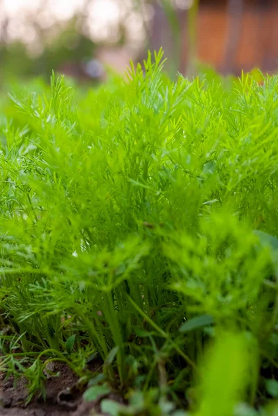 Frische Bio Dillpflanze Dorfgarten Anethum Graveolens Dill Lateinisch Anethum Ist — Stockfoto