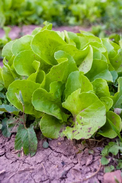 Lechugas Verdes Lactuca Sativa Creciendo Huerto Comida Vegetariana Saludable Primer —  Fotos de Stock