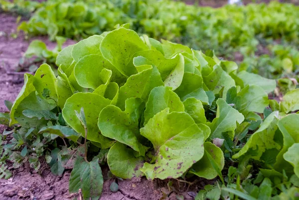 Lactuca Sativa 生长在园地上 健康素食 有机生菜田近景 — 图库照片