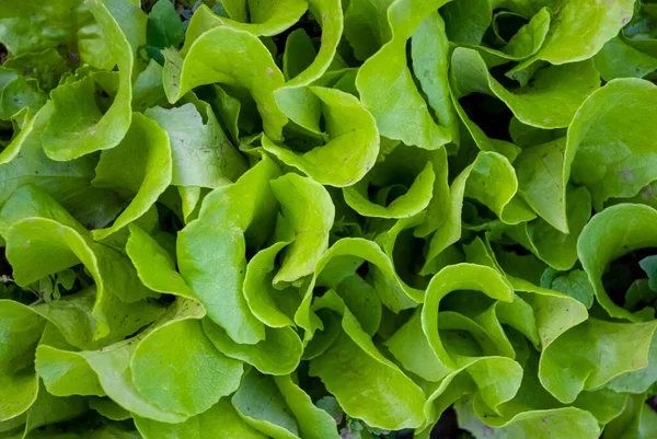 Lettuces Lactuca Sativa 텃밭에서 자라고 양상추 — 스톡 사진