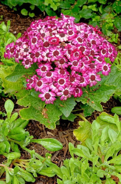 Bir Yaz Gününde Akureyri Botanik Bahçesi Nde Lystigardurinn Renkli Çiçekler — Stok fotoğraf