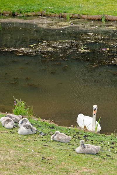 Mother Mute Swan Cygnus Color Swanlings Swan Her Cygnets Summer — стоковое фото