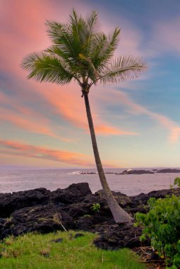 Palmiye ağaçları ve plajlı manzara - ABD, Hawaii, Büyük Ada, Pu 'uhonua o Honaunau Ulusal Parkı
