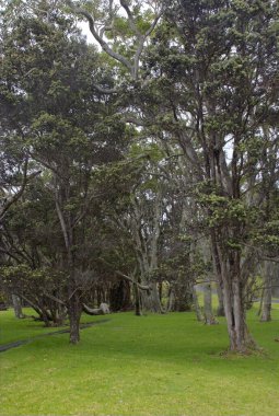 Hawaii Volkanları Ulusal Parkı 'nda Kilauea Zirvesi UNESCO Dünya Mirası Alanı, Büyük Ada, Hawaii, ABD. 11.04.2010