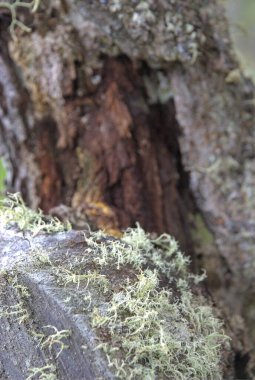 Ormandaki garip ağaç gövdesi - Garip orman