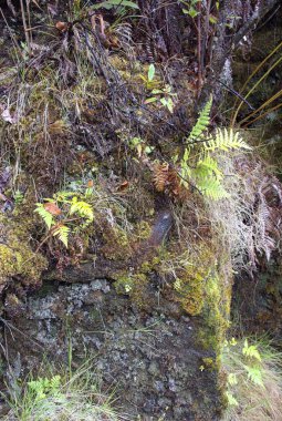 Yağmur ormanlarında Hilo ve volkan Hawaii büyük ada üzerinde yakın bir treehouse girişinde iz.