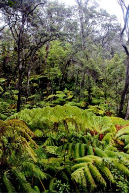 Yağmur ormanlarında Hilo ve volkan Hawaii büyük ada üzerinde yakın bir treehouse girişinde iz.