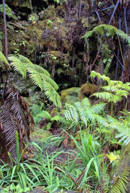 Yağmur ormanlarında Hilo ve volkan Hawaii büyük ada üzerinde yakın bir treehouse girişinde iz.