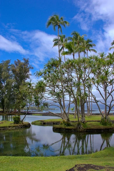 Пейзаж Пальмами Пляж Сша Гавайи Большой Остров Пухонуа Honaunau Национальный — стоковое фото