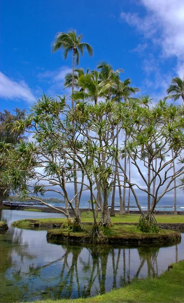 Landschaft Mit Palmen Und Strand Usa Hawaii Big Island Uhonua — Stockfoto