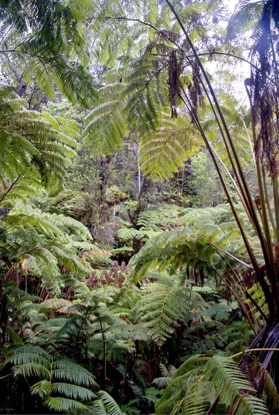 Wejście Szlakiem Domku Drzewie Lesie Deszczowym Pobliżu Hilo Wulkan Big — Zdjęcie stockowe