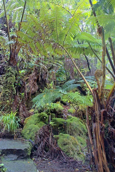 ハワイ島の火山の近くの熱帯雨林の樹上でトレイルの入り口 — ストック写真