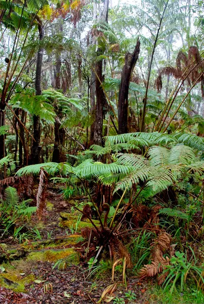 Entrada Trilha Uma Casa Árvore Floresta Tropical Perto Hilo Vulcão — Fotografia de Stock