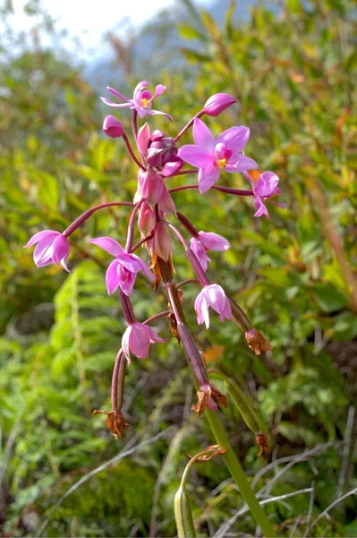 Beautiful rare West Australian native wild flower Purple tassels flower sowerbaea laxiflora in spring bloom