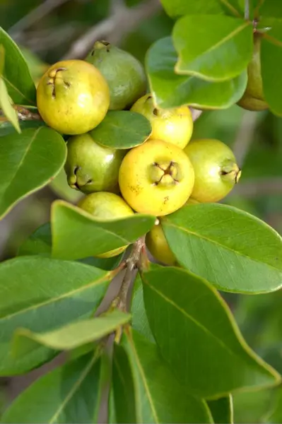Fruta Goiaba Uma Árvore Com Folhas Alimentos Orgânicos Imagem Close — Fotografia de Stock