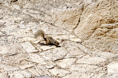 Barbar Sincap, Playa Ajuy ve Cuevos de Ajuy 'un yanında Pajara, Fuerteventura, Kanarya Adaları, İspanya