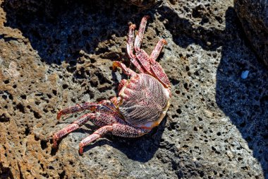 Atlantik kaya yengeci (Grapsus grapsus adscensionis) İspanya 'nın Kanarya Adaları' ndaki Fuerteventura adlı bir mağaranın içindeki bir kayanın üzerinde yatar.