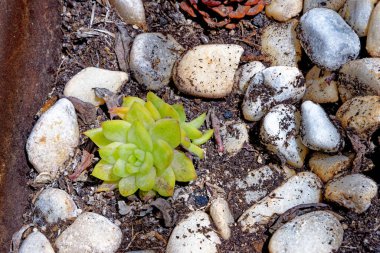 Aeonium - Latince adı Mor Gül Ağacı Aeonium Arboreum Atropurpureum - Kanarya Adaları, Fuerteventura, İspanya