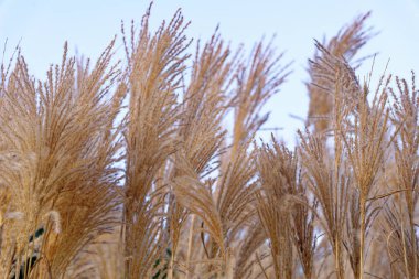 Miscanthus sinensis in the garden. the eulalia, Chinese silver grass. Floral background clipart