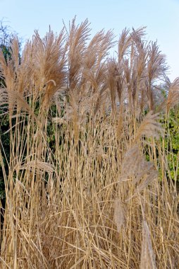 Miscanthus Sinensis bahçede. Eulalia, Çin gümüşü çimenler. Çiçek arka planı