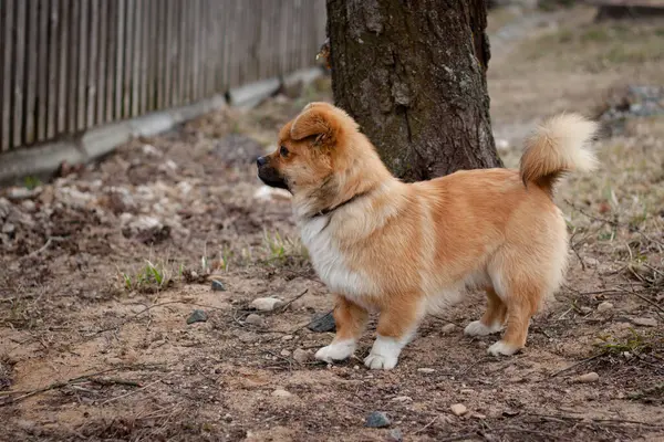 Tüylü kuyruklu küçük kırmızı bir köpek çimenli bir alanda duruyor. İlgili ve ilgili görünüyor, belki de bir emir ya da ikram bekliyordur..