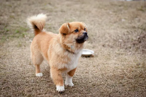 Tüylü kuyruklu küçük kırmızı bir köpek çimenli bir alanda duruyor. İlgili ve ilgili görünüyor, belki de bir emir ya da ikram bekliyordur..