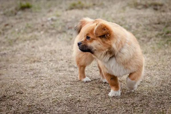 Tüylü kuyruklu küçük kırmızı bir köpek çimenli bir alanda duruyor. İlgili ve ilgili görünüyor, belki de bir emir ya da ikram bekliyordur..
