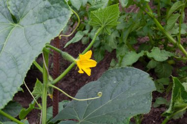 Fotoğraf bir bahçe yatağında büyüyen salatalıkları gösteriyor. Yeşil meyveler büyük yapraklar ve sarı çiçeklerle çevrilidir. Salatalıklar taze ve hasat için hazır görünüyor. Bitkinin etrafındaki toprak nemli, büyümeyi teşvik ediyor..