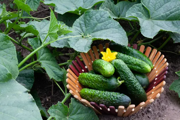 Fotoğraf bir bahçe yatağında büyüyen salatalıkları gösteriyor. Yeşil meyveler büyük yapraklar ve sarı çiçeklerle çevrilidir. Salatalıklar taze ve hasat için hazır görünüyor. Bitkinin etrafındaki toprak nemli, büyümeyi teşvik ediyor..