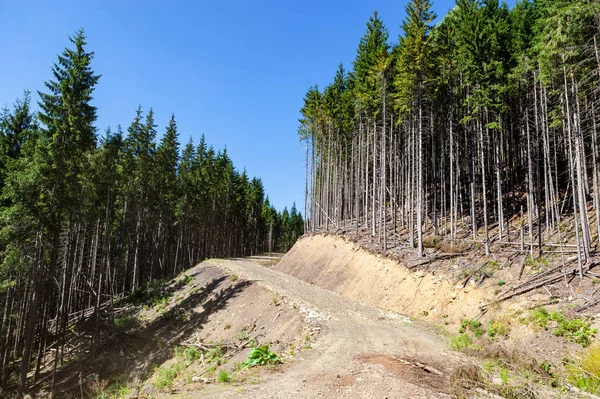 カルパチア山脈 ウクライナのモミの木の間の急な道路 — ストック写真
