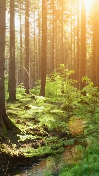 Silent Forest Musim Semi Dengan Sinar Matahari Yang Cerah Video — Stok Video
