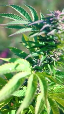 Doğada yetişen yeşil marihuana yaprağı - kenevir sağlık konsepti. seçici odak - dikey video