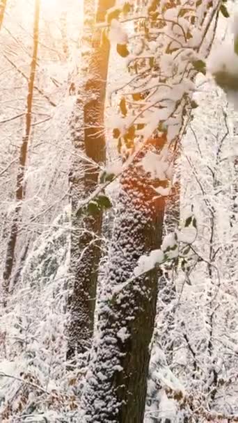 童话般的冬季风景 平静的一天 森林里被雪覆盖着的树 故事的垂直录像 — 图库视频影像