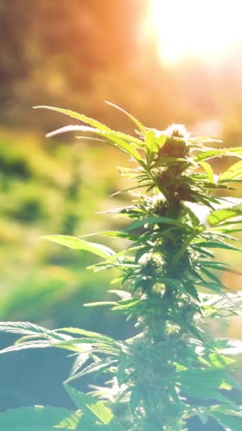 自然の中で成長するマリファナの緑の葉 大麻の健康の概念 選択的なフォーカス 垂直ビデオ — ストック動画