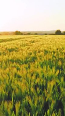 Buğday, günbatımında bulutlarla, kırsal kesimde uçar. Makaranız için dikey video.