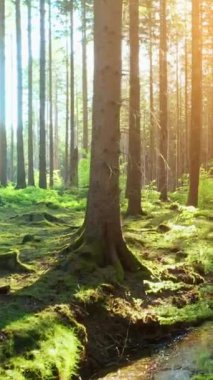 Sessiz Orman ilkbaharda güzel parlak güneş ışınlarıyla - dikey video.