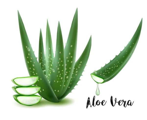 Φρέσκια Aloe Vera Κομμένη Aloe Vera Και Aloe Vera Στάζει — Διανυσματικό Αρχείο