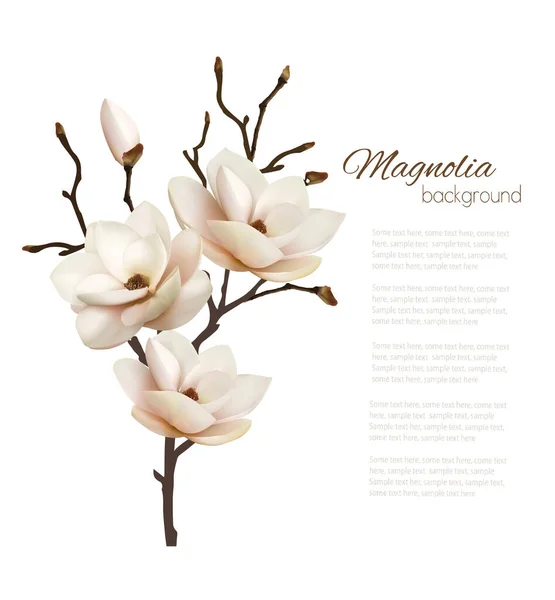 Blomma Bakgrund Med Vackra Magnolia Vektor — Stock vektor