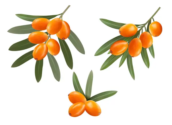 Ветви Облепихи Апельсиновыми Ягодами Зелеными Листьями Векторная Иллюстрация Стоковый вектор