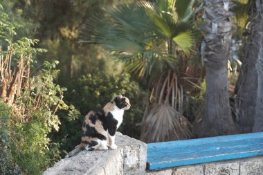 Yarasa Yam, Embankment. İsrail. Kedi