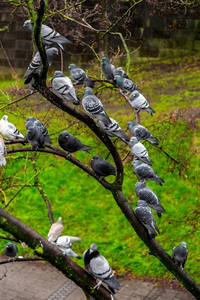Grupa Różnych Gołębi Odpoczywających Gałęzi Drzew Norymberdze Bawaria Niemcy — Zdjęcie stockowe