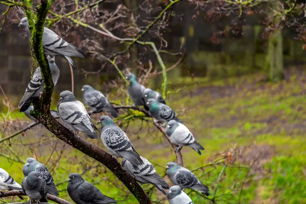 德国巴伐利亚纽伦堡 一群普通的鸽子栖息在树枝上 — 图库照片